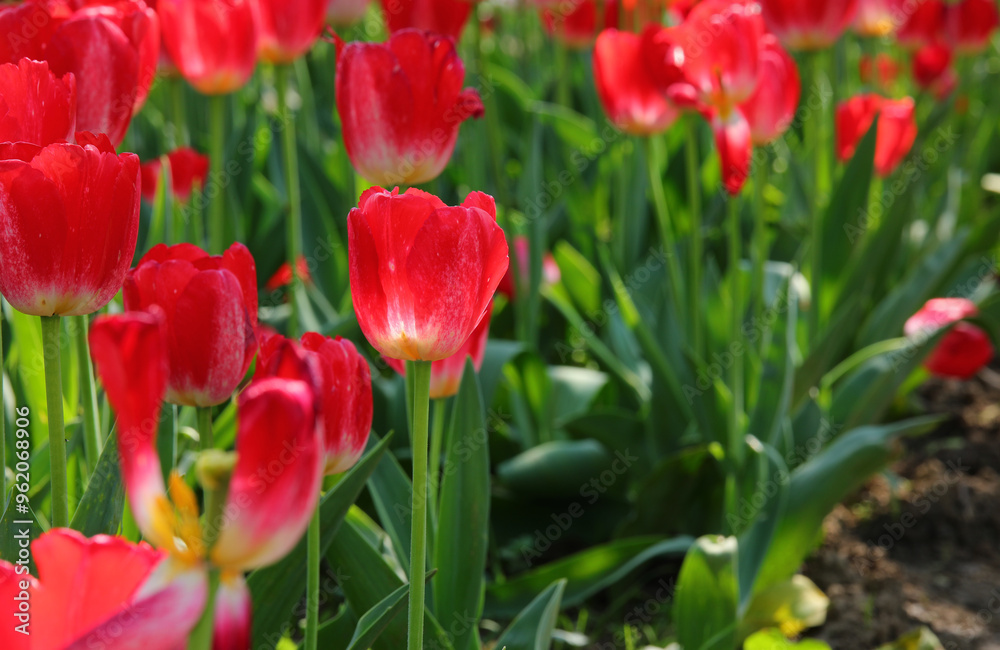many red tulip flowers bloomed in spring in the Dutch garden with green leaves many red tulip flowers bloomed in spring in the Dutch garden with green leaves