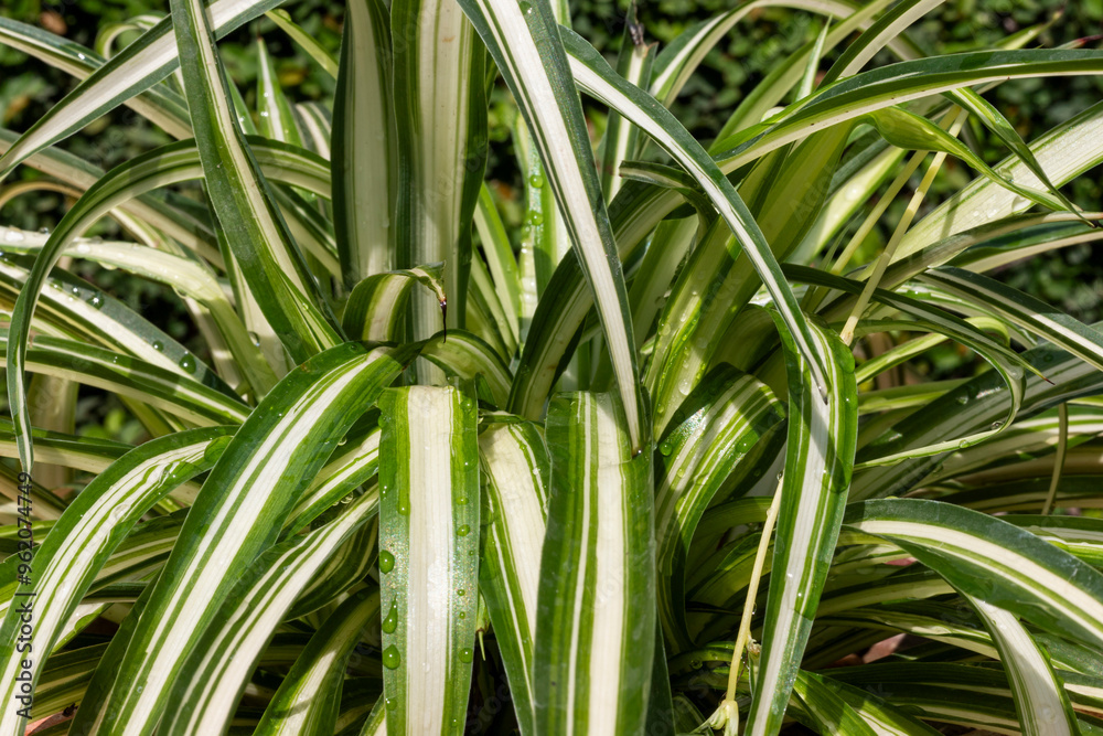 Chlorophytum comosum spider grass variegated closeup. Selective focus. Chlorophytum comosum spider grass variegated closeup. Selective focus.