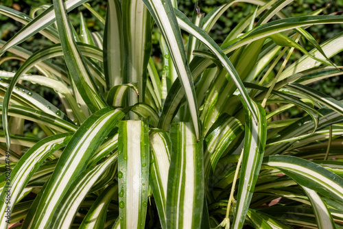 Chlorophytum comosum spider grass variegated closeup. Selective focus.