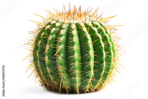A round golden barrel cactus exhibiting a striking array of orange spines, isolated on a white background. This succulent's spherical shape and color are visually captivating.