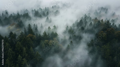 Aerial view of a misty forest. green trees shrouded in fog. nature, mystery, wilderness.