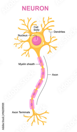 Illustration of neuron anatomy. Vector infographic (nerve cell axon and myelin sheath)
