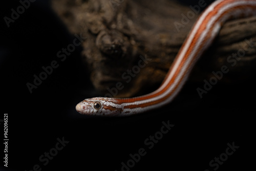 Fotografija Ultra Miami Tessera Corn Snake