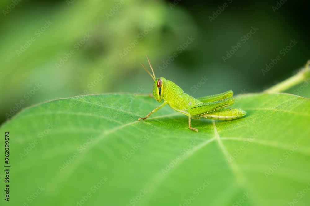 Close up of a baby grasshopper, called Patanga japonica, perches on a leaf. Close up of a baby grasshopper, called Patanga japonica, perches on a leaf.