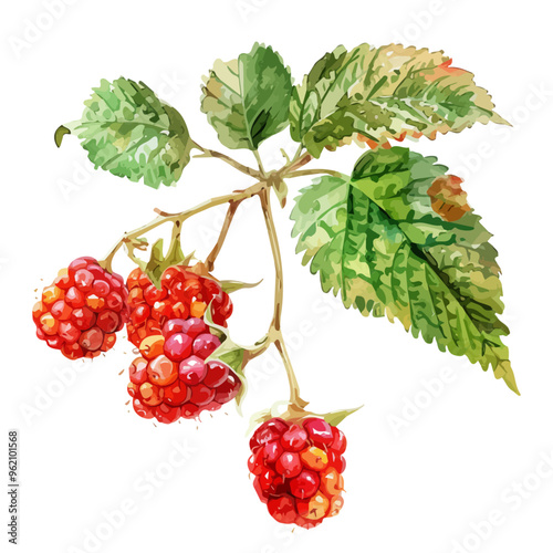 Watercolor drawing of salmonberry, isolated on a white background, and salmonberry vector