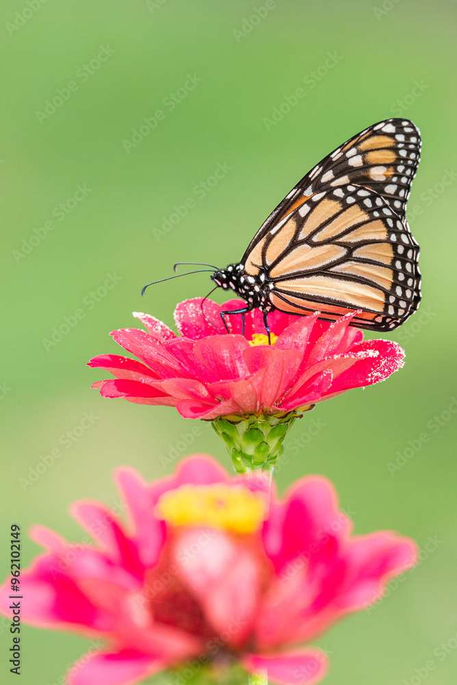 custom made wallpaper toronto digitalOrange monarch butterfly perched on pink zinnia in flower garden with green background