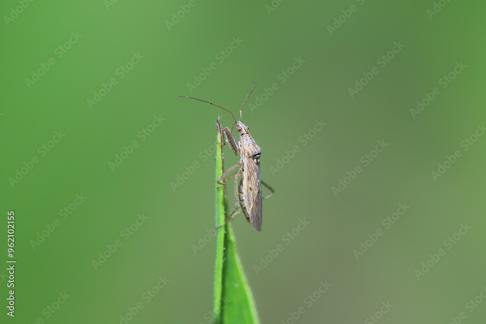 Broad Damsel Bug - Nabis sp. A predatory insect that preys on plant pests in a crop field. Broad Damsel Bug - Nabis sp. A predatory insect that preys on plant pests in a crop field.