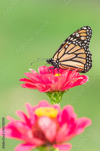 Wallpaper Mural Orange monarch butterfly perched on pink zinnia in flower garden with green background Torontodigital.ca