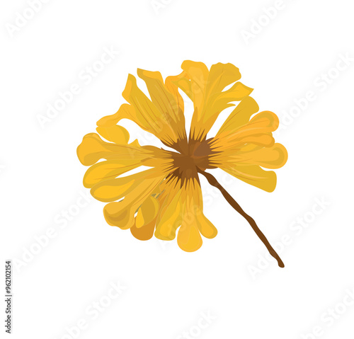 Spring flowers forsythia bloom. Yellow tabebuia flower. Tabebuia chrysantha. Nichols. Tabebuia chrysantha In full bloom.  Venezuela bellflower or tabebuia chrysantha icon, vector illustration. 