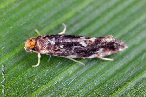 Cork moth, Nemapogon sp. on green leaf, macro photo. Fungus moth family, Tineidae. photo