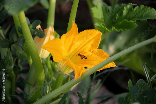 yellow flower and a bee