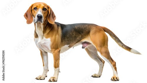 Beagle standing calmly on a white background, cut out transparent