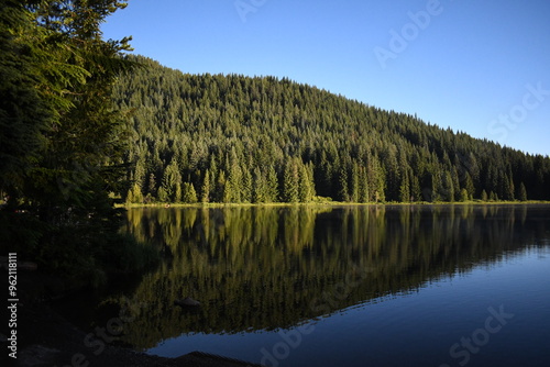 Oregon Trees Reflecting