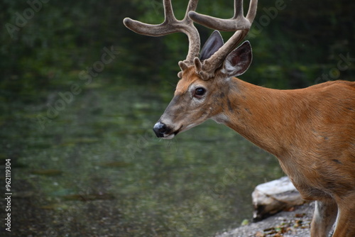 Glacier National Park Deer