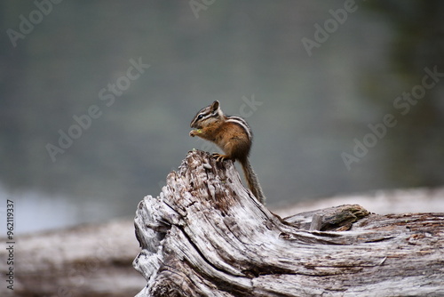 Chipmunk on a Log