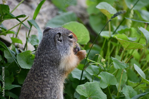 Glacier National Park Prairie Dog