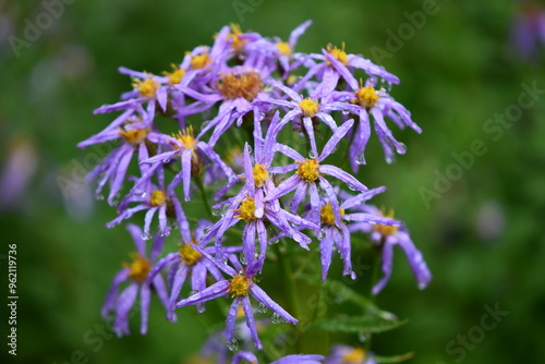 Mt Rainier National Park Purple Flowers