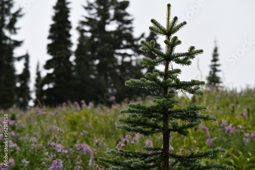 Mt Rainier National Park Pine in the Dew