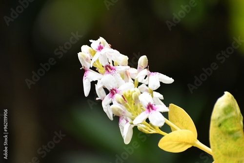 Tropical Flower