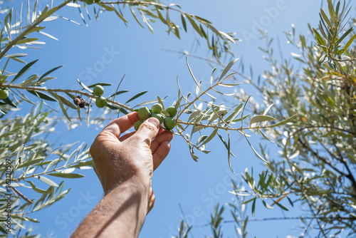The hand of an anonymous farmer plucks an olive from the tree to check its quality and maturity in the Andalusian sun in Spain. Concept of sustainable agriculture and healthy eating