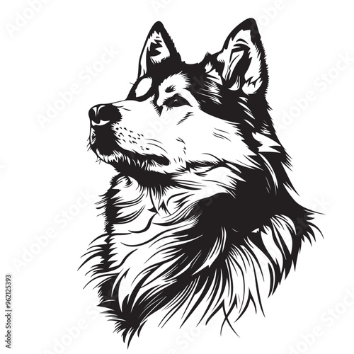 Malamute Vector Images.  Alaskan Malamute Dog  isolated on transparent background