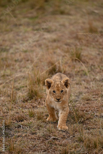 Lionceau d'Afrique photo