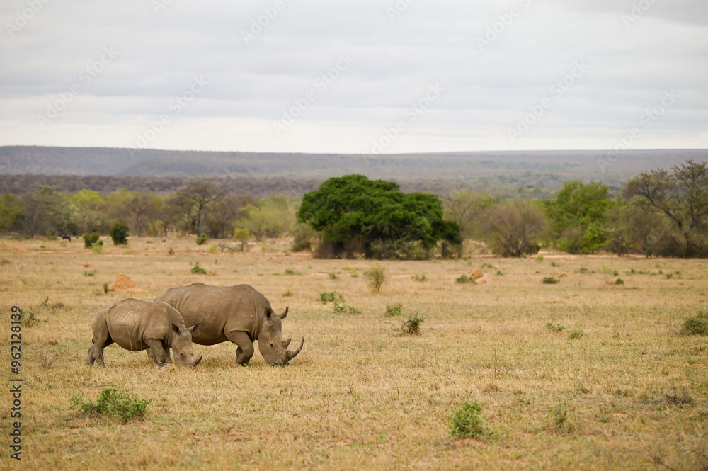 Rhinocéros Rhinocéros