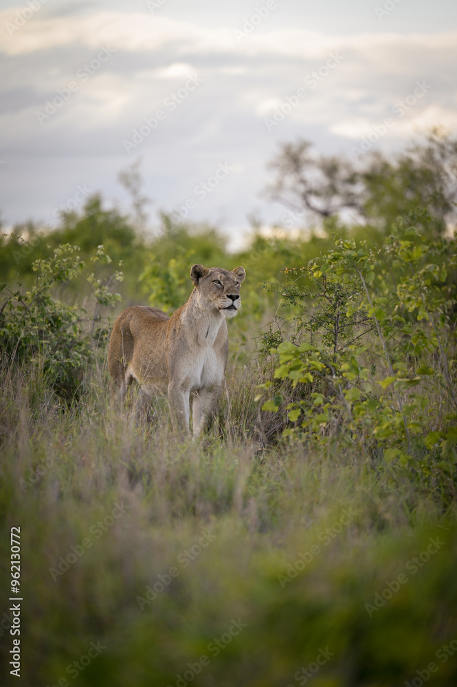 Fototapeta premium Lionne d'Afrique