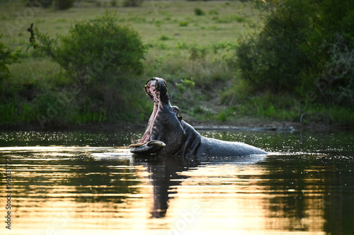 Hippopotame d'Afrique photo