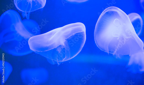 Meduzy w akwarium