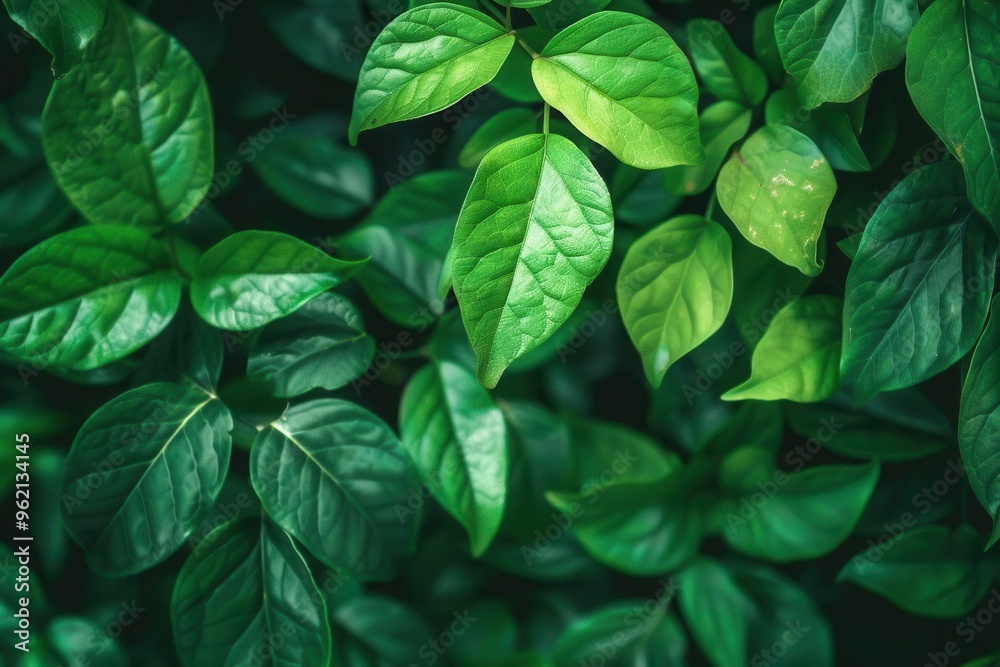 vibrant green leaves on ecofriendly background copy space for text healthy environment concept nature photography vibrant green leaves on ecofriendly background copy space for text healthy environment concept nature photography