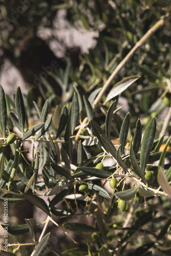 olive tree with green olives prior to harvesting photo