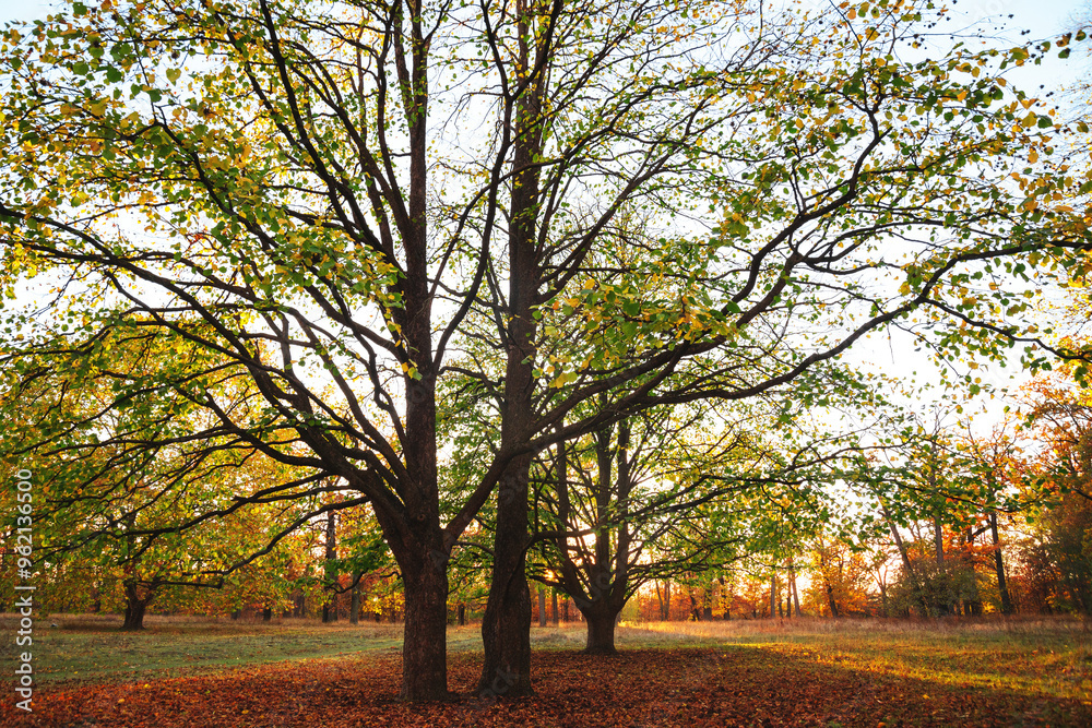 Naklejka premium Amazing autumn park (forest) with colorful trees and sunlight. autumn natural background