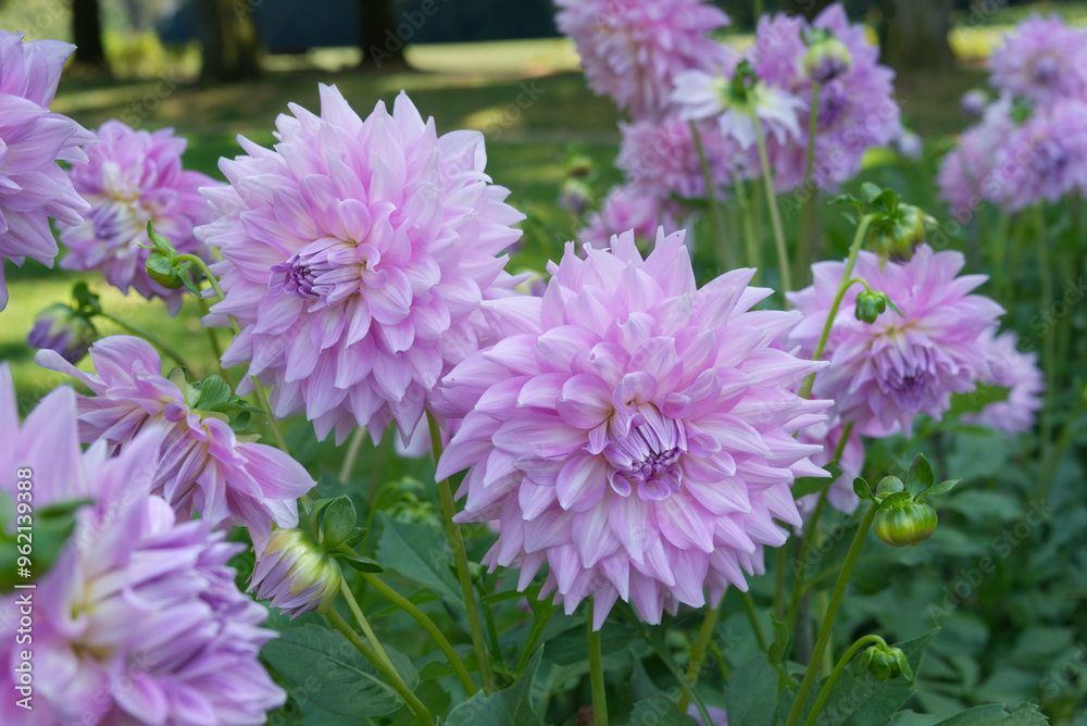 Light magenta decorative Dahlia flowers Light magenta decorative Dahlia flowers