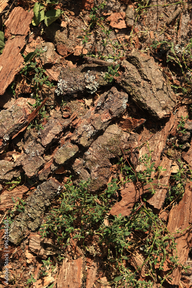 Ground in a coniferous forest, top-down view. Pine bark and vegetation on the forest floor. Natural background Ground in a coniferous forest, top-down view. Pine bark and vegetation on the forest floor. Natural background
