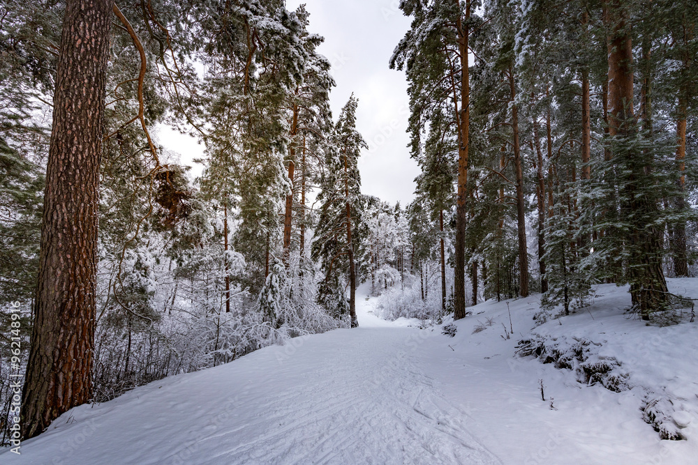 Fototapeta premium A snowy forest path with trees covered in snow