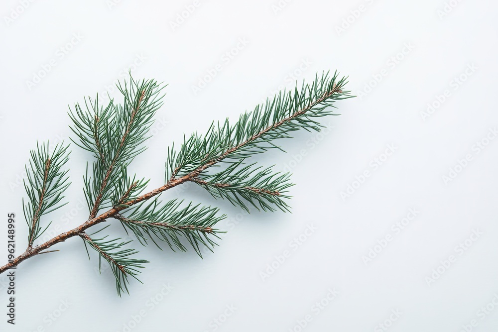 Fototapeta premium Spruce branch isolated on white background