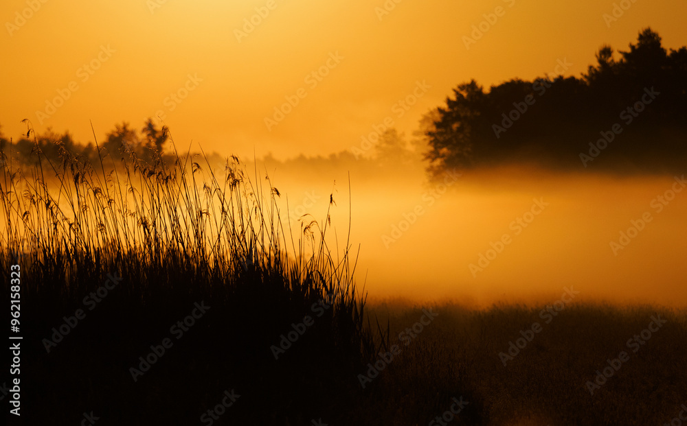 morning sunlight and fog