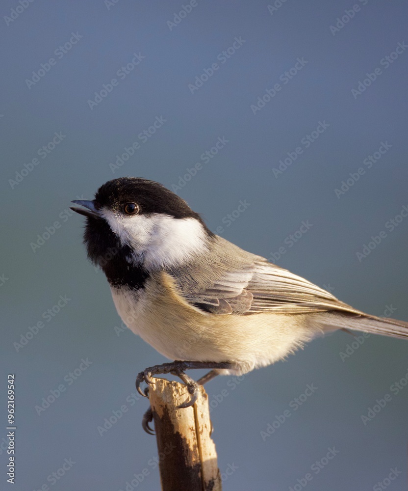 Obraz premium Chickadee