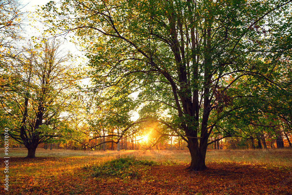 Fototapeta premium Amazing autumn park (forest) with colorful trees and sunlight. autumn natural background