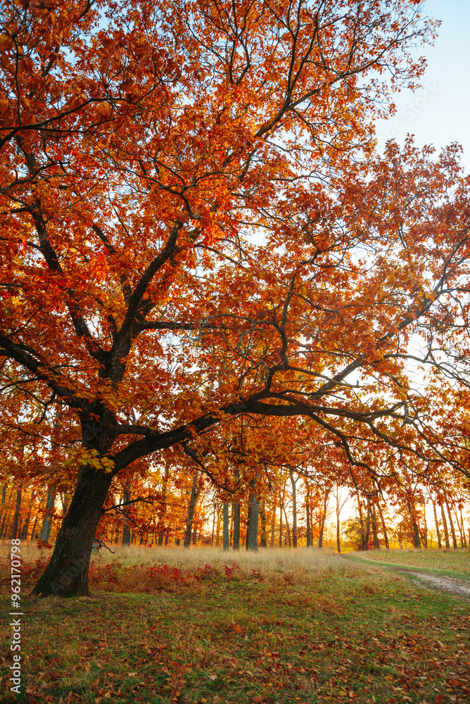 Fototapeta premium Amazing autumn park (forest) with colorful trees and sunlight. autumn natural background