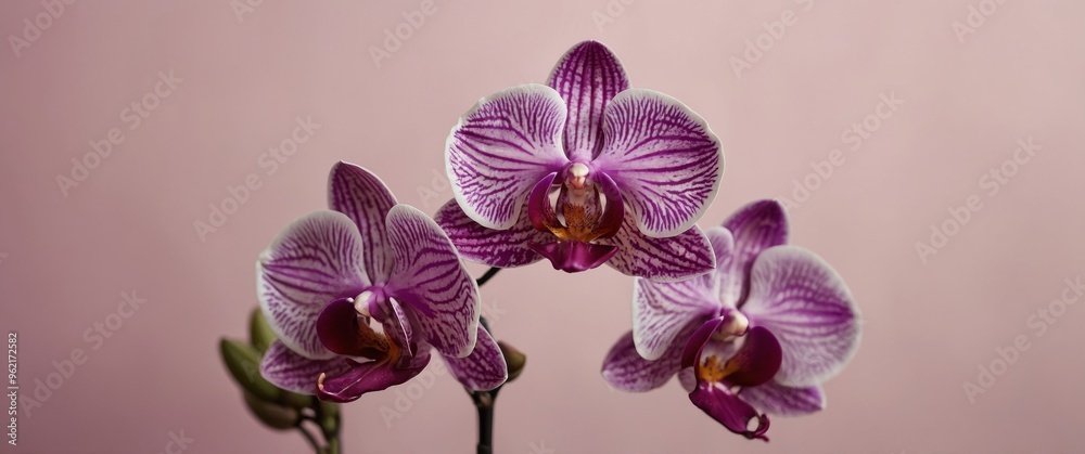 Naklejka premium beautiful purple orchids on pink background.