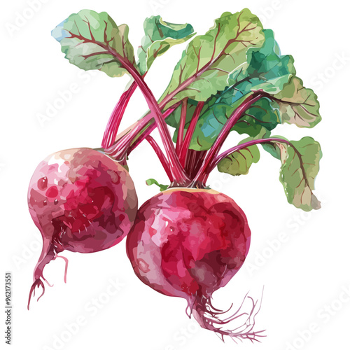 Watercolor vector of Beetroot, isolated on a white background, and Beetroot vector