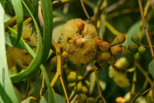 closeup of a bee on pink flowers of a corymbia ficifolia tree photo