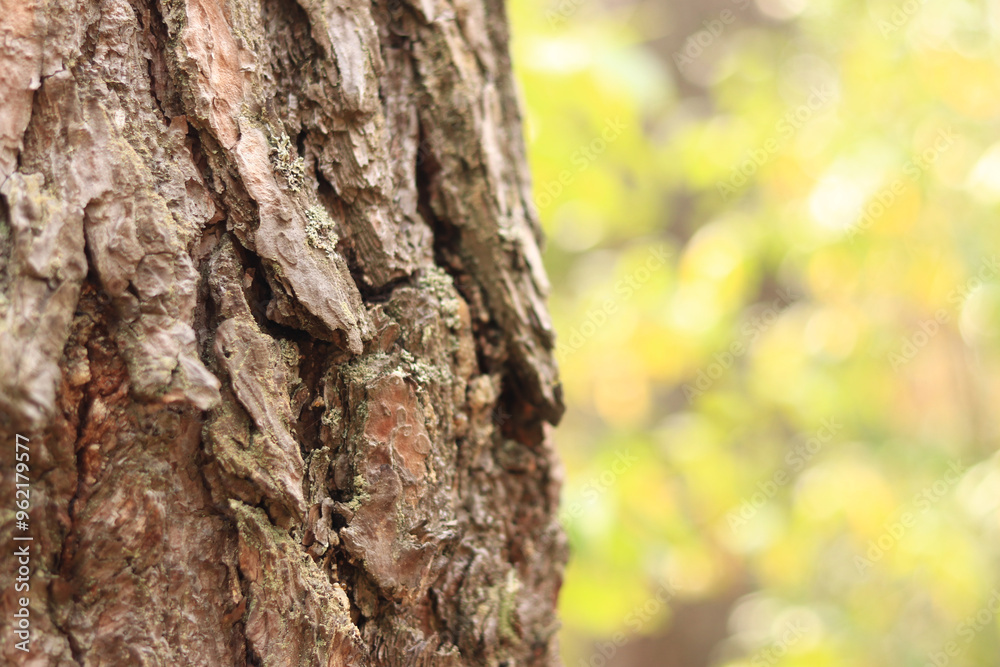 Pine tree, bark close-up. Close-up of pine bark in the forest for a natural background. Nature. Details. Focus on pine tree trunk with blurred background Pine tree, bark close-up. Close-up of pine bark in the forest for a natural background. Nature. Details. Focus on pine tree trunk with blurred background
