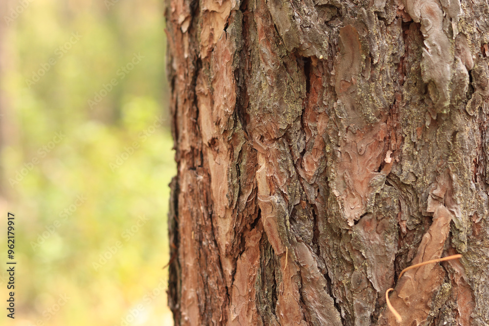 Pine tree, bark close-up. Close-up of pine bark in the forest for a natural background. Nature. Details. Focus on pine tree trunk with blurred background Pine tree, bark close-up. Close-up of pine bark in the forest for a natural background. Nature. Details. Focus on pine tree trunk with blurred background