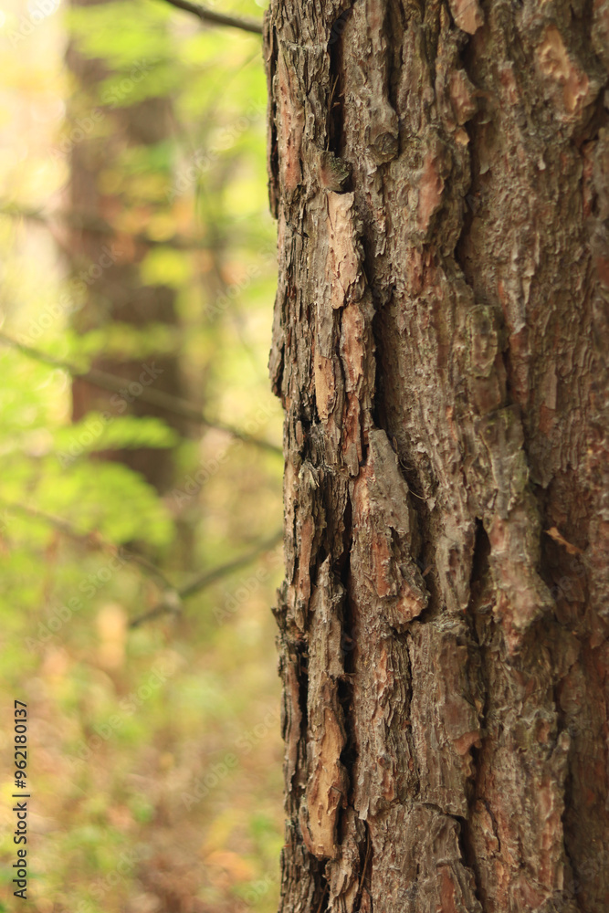 Pine tree, bark close-up. Close-up of pine bark in the forest for a natural background. Nature. Details. Focus on pine tree trunk with blurred background Pine tree, bark close-up. Close-up of pine bark in the forest for a natural background. Nature. Details. Focus on pine tree trunk with blurred background