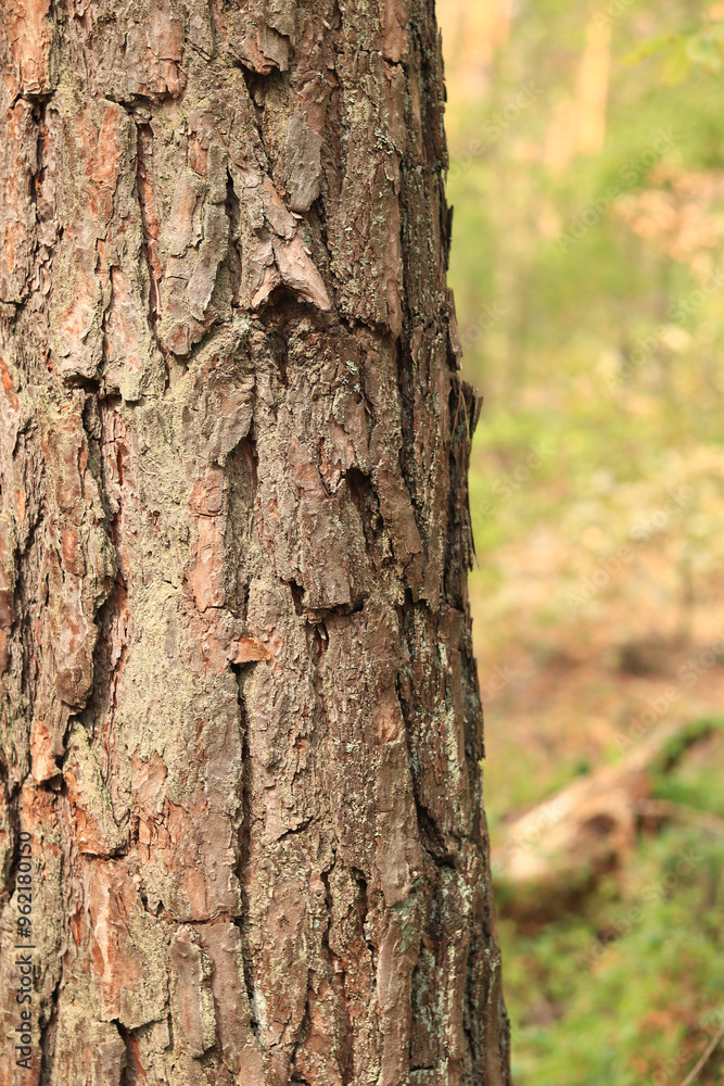 Pine tree, bark close-up. Close-up of pine bark in the forest for a natural background. Nature. Details. Focus on pine tree trunk with blurred background Pine tree, bark close-up. Close-up of pine bark in the forest for a natural background. Nature. Details. Focus on pine tree trunk with blurred background