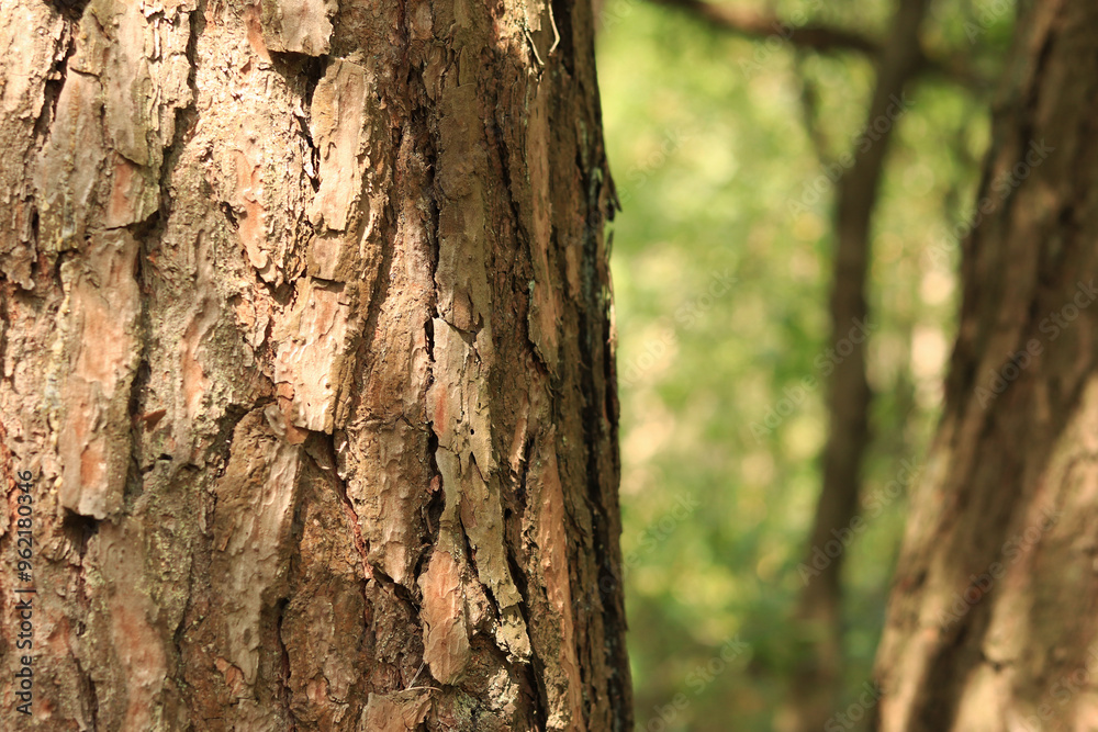 Pine tree, bark close-up. Close-up of pine bark in the forest for a natural background. Nature. Details. Focus on pine tree trunk with blurred background Pine tree, bark close-up. Close-up of pine bark in the forest for a natural background. Nature. Details. Focus on pine tree trunk with blurred background