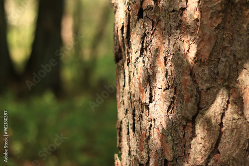 Pine tree, bark close-up. Close-up of pine bark in the forest for a natural background. Nature. Details. Focus on pine tree trunk with blurred background